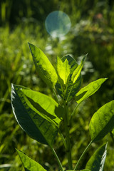 Moorish tobacco plant backlight and sunbeam