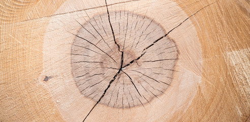 Wooden cut texture, closeup