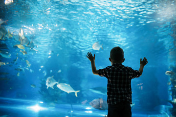 Silhouette of a boy looking at fish in the aquarium.