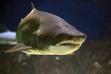 Naklejka premium Shark with big teeth in a huge aquarium