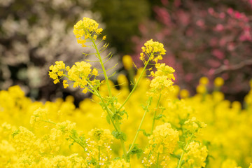 菜の花