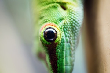 Close up green lizard eye