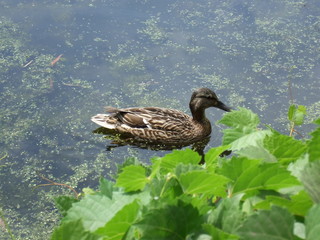 duck in the water