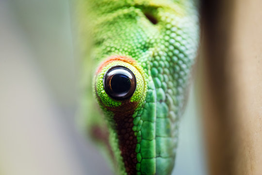Close up green lizard eye