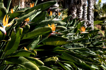 Strelitzia in Botanical garden of Funchal at Madeira Island