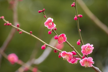 Obraz premium 梅の花（紅梅）