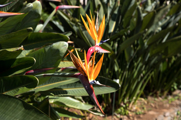 Strelitzia in Botanical garden of Funchal at Madeira Island