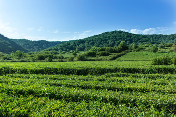 Fototapeta na wymiar Amazing landscape view of tea plantation in sunny day. Nature background with blue sky and foggy.