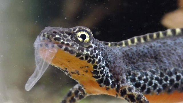 Bergmolch, Alpine newt, Ichthyosaura alpestris frisst eigene Haut