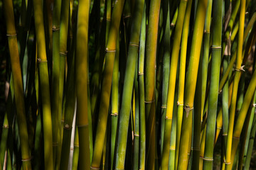 Obraz premium Bambus , Bamboo forest 