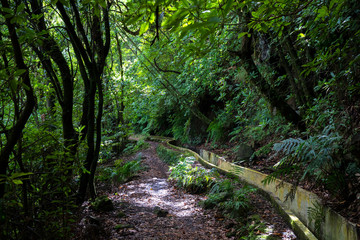 Fototapeta premium Levada of Madereira