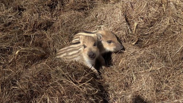 Frischlinge, viele kleine junge Wildschweine im Stroh