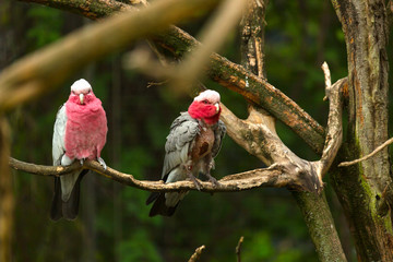 Pink Cockatoo on the tree