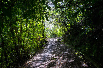 Obraz premium Levada of Madereira