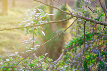 Forest in the morning Green birch tree, nice spring background