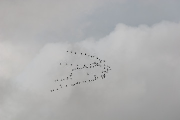 Migrating gray geese in the long flight formation in the troubled sky
