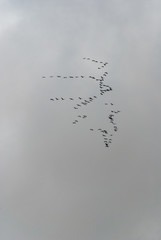 Migrating gray geese in the long flight formation in the troubled sky