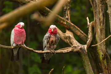 Pink Gala sits on a tree
