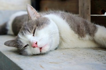 Portrait of grey cat sleeping on the floor, Relaxed cat, Space for text in template