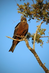 Snake Eagle