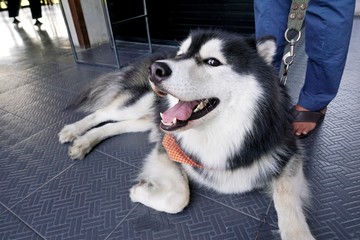 Portrait of siberian husky looking at camera on the floor, Space for text in template, Relaxed dog (Sibirskiy Haski)