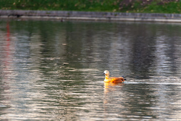 Brown duck swimming in the pond of the city park