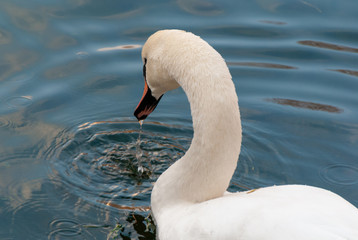 Swan in the pond