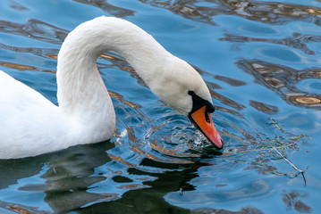 Swan in the pond