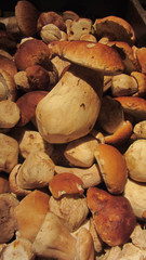 steinpilz