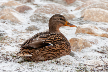 Ducks on the snowed embankment