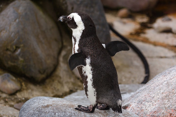 Penguin flapping his wings