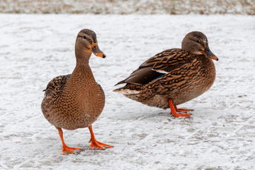 Ducks on the snowed embankment