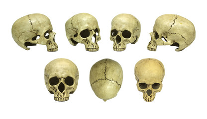 Human skull set isolated on white background