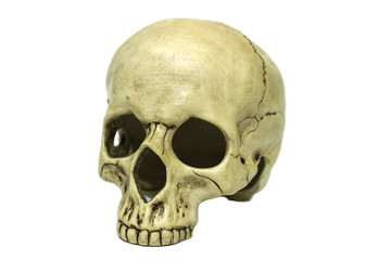 Human skull isolated on white background