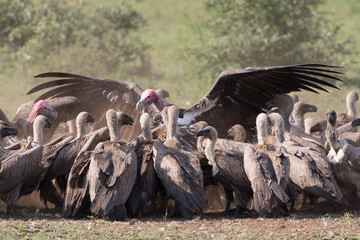 Lappet-faced Vulture domination