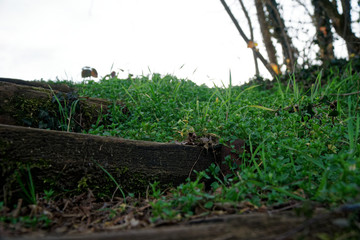 Wooden steps from log and moss, wooden stairs