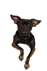 Obraz premium Adorable chihuahua isolated on white