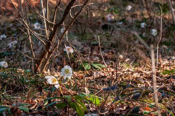 Helleborus flower with stamen in forest