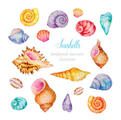 Seashells. Watercolor illustrations
