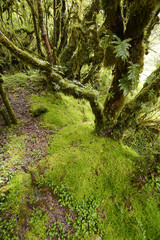 tree trunks and the ground covered with green moss in forest