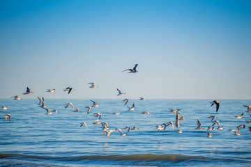 Fototapeta na wymiar Flock of birds seen soaring high above the the sky in Anna Maria Island, Florida