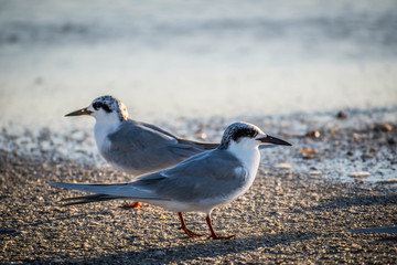 A Forster's Tern Bird in Anna Maria Island, Florida