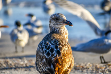 A brown Sandpipers in Anna Maria Island, Florida