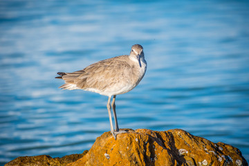 A brown Sandpipers in Anna Maria Island, Florida
