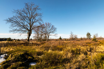 Moorlandschaft im Hohen Venn in der Nähe von Baraque Michel
