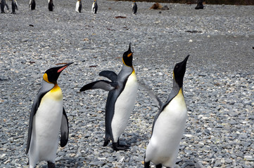 Salisbury Plain South Georgia Islands,  group of king penguins on pebble beach