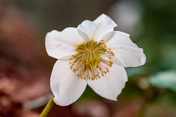 Helleborus flower with stamen in forest