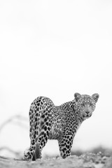 Leopard Looking Back