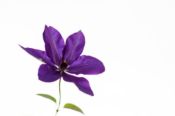 Violet flower on the white background. Soft, gentle, airy, elegant artistic image. Selective focus.