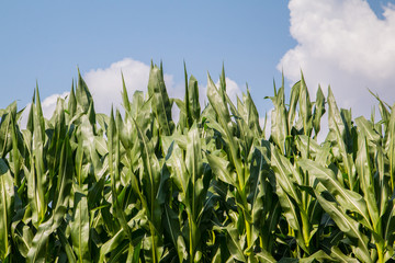 field of corn